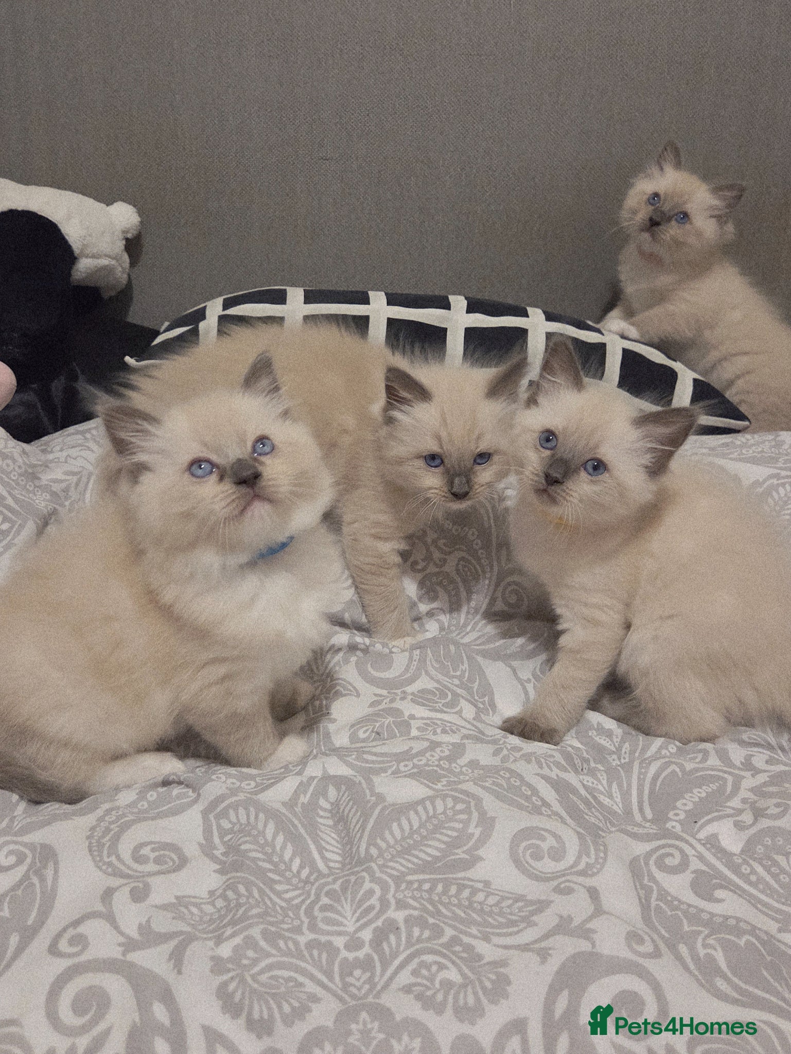 Ragdoll cats Ragdoll Kittens Ready Soon ! - Advert 14