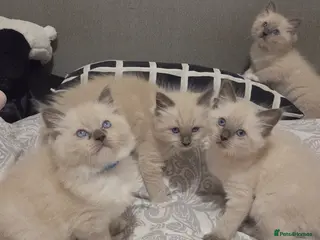 Ragdoll cats Ragdoll Kittens Ready Soon ! - Advert 14