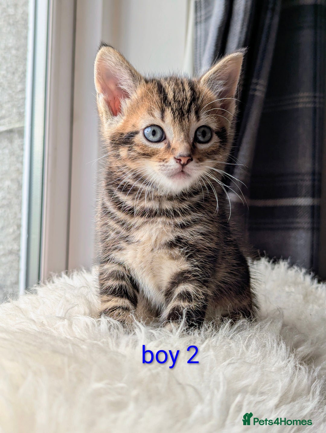 Mixed Breed cats for sale: Gorgeous kittens for sale £250 males £300 females - Advert 37