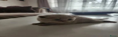 Cream female British Shorthair 2