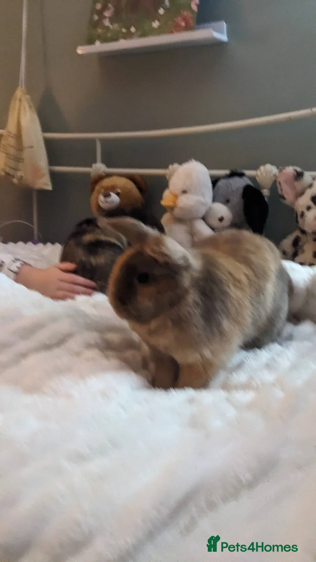 Mixed Breed rabbits for sale: Female bunnies X2 nearly 5 months - Advert 4