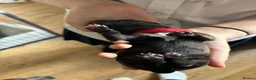 Staffordshire Bull Terrier dogs for sale: 🖤💙 Stunning Litter - Advert 13
