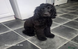 Cocker Spaniel dogs for sale: COCKER SPANIEL  - Image 1