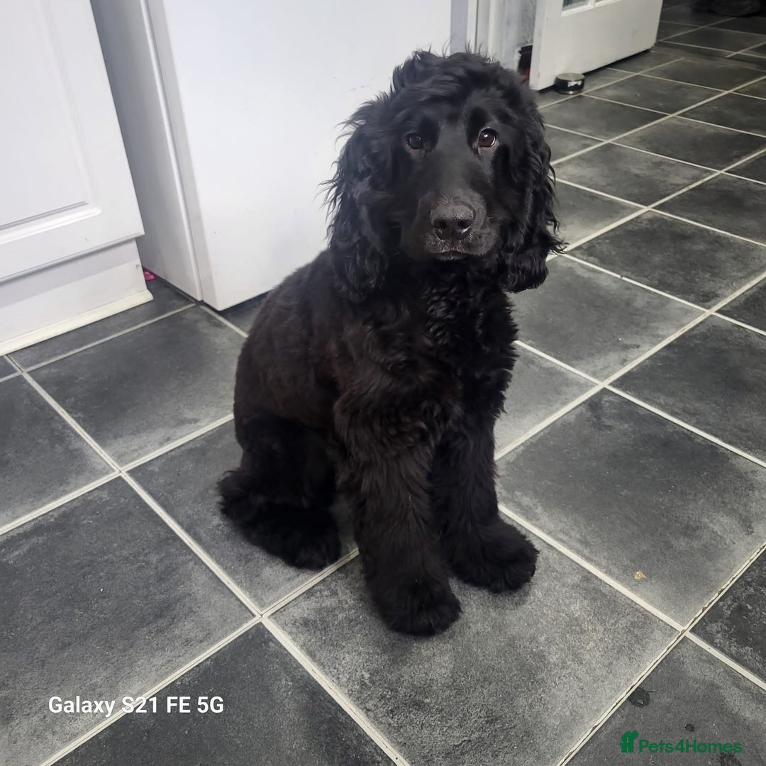 Cocker Spaniel dogs for sale: COCKER SPANIEL  - Image 1
