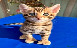 Keetso cats for sale: Stunning golden keetsos  - Image 7