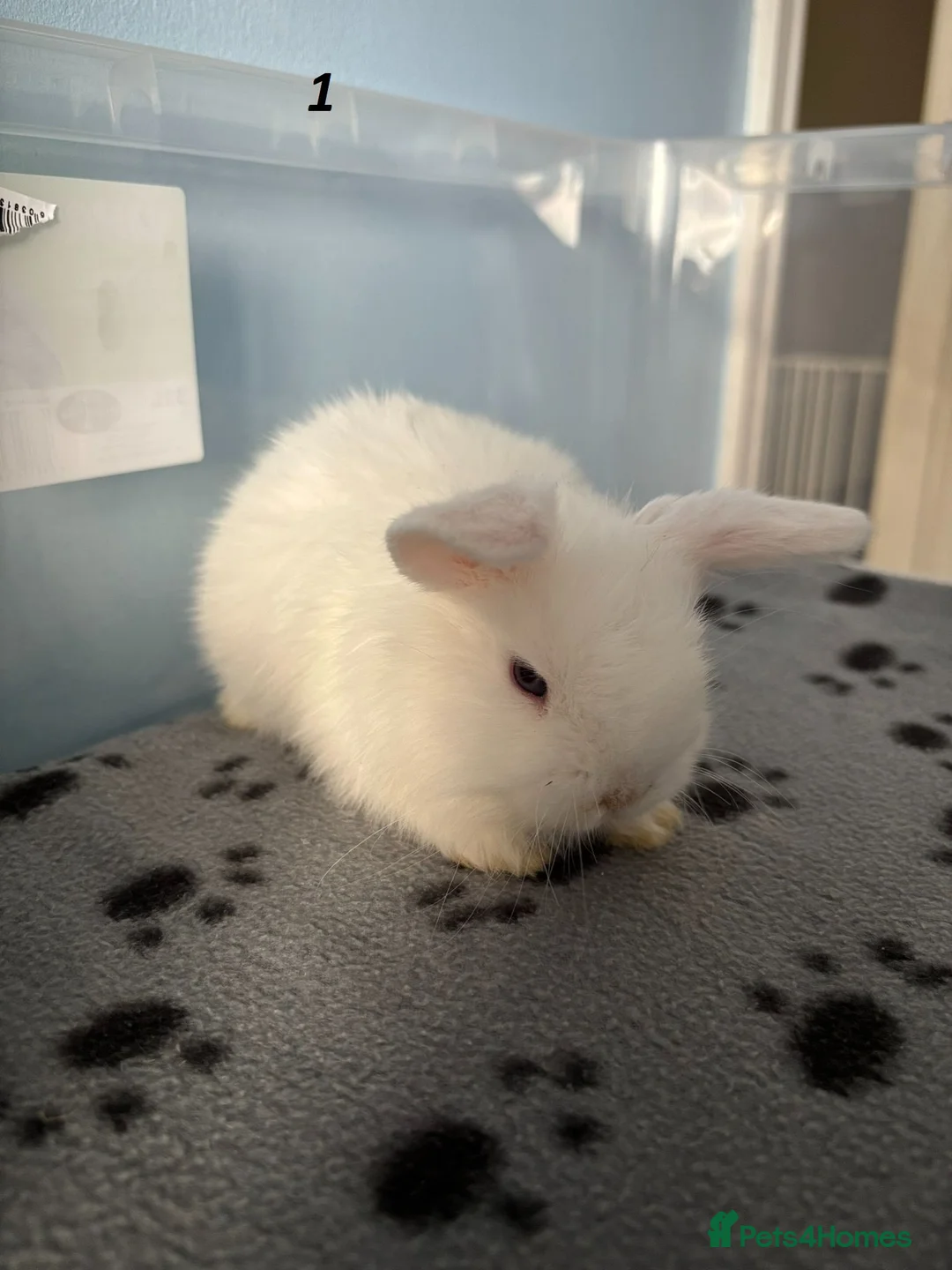 Mini Lop rabbits for sale: 🐰 Beautiful Mini Lop Baby Bunnies– Ready to go 🐰 - Advert 29