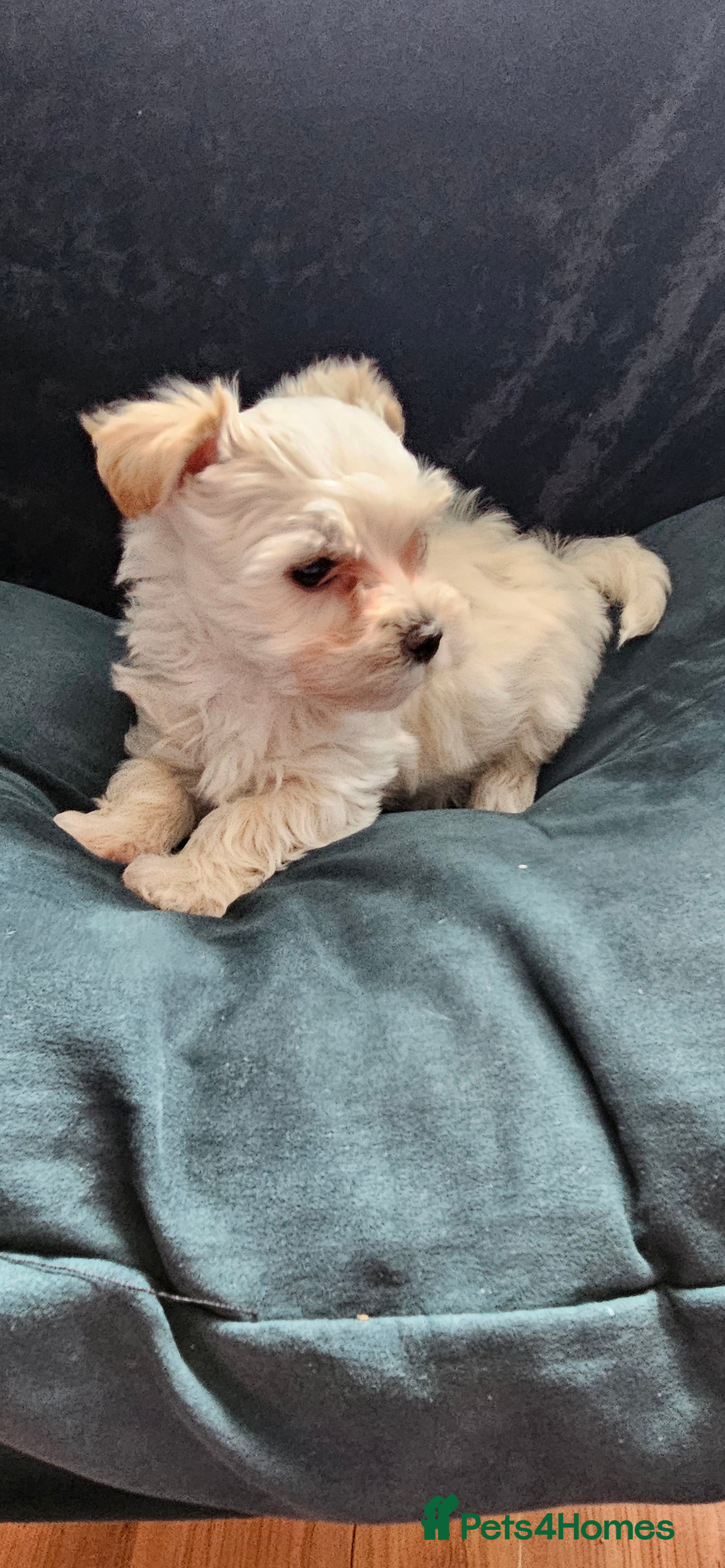 Morkie dogs READY TO GO !!!! ❤️ - Advert 1