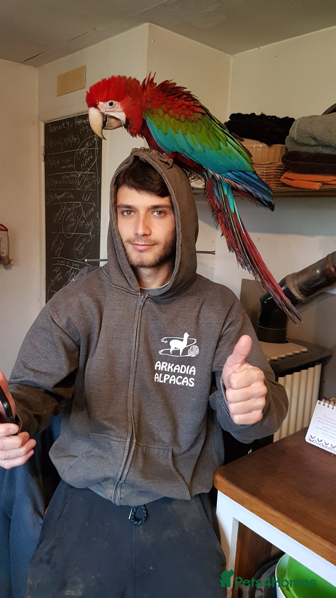 Macaws birds for sale: Proven breeding pair of Greenwing Macaws - Image 8