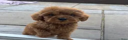 Cockapoo dogs for sale: Beautiful F2 cockapoo Ready Now - Advert 3