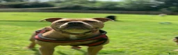 Staffordshire Bull Terrier dogs for sale: Champagne Staffordshire Terrier  - Advert 3