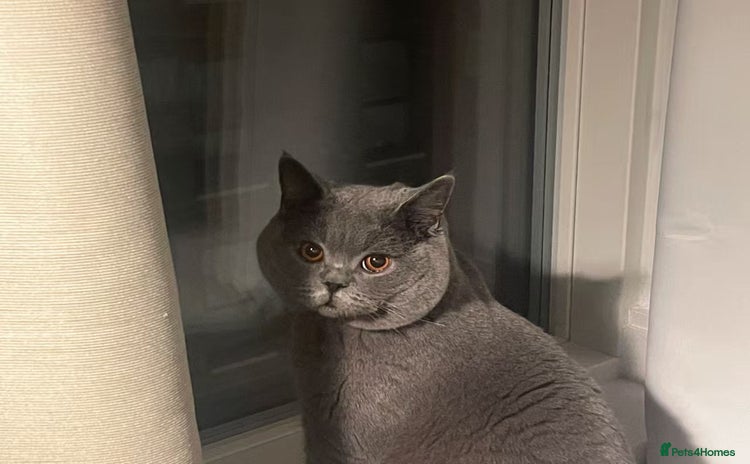 British Shorthair cats - Advert 1
