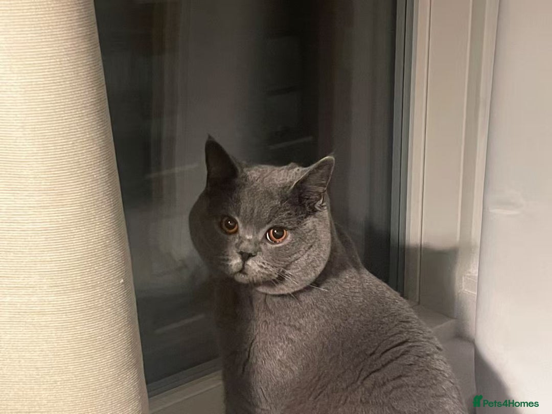 British Shorthair cats for stud: 🐾 Stud Service – British bule Sesame 🐾 - Image 1