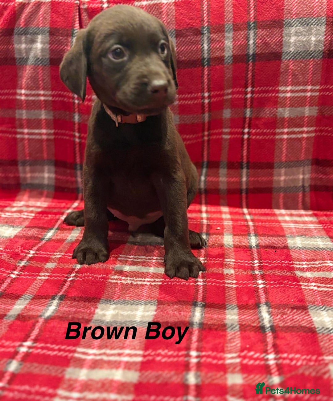Labrador Retriever dogs for sale: Beautiful KC Chocolate Labrador Retriever puppies - Advert 8