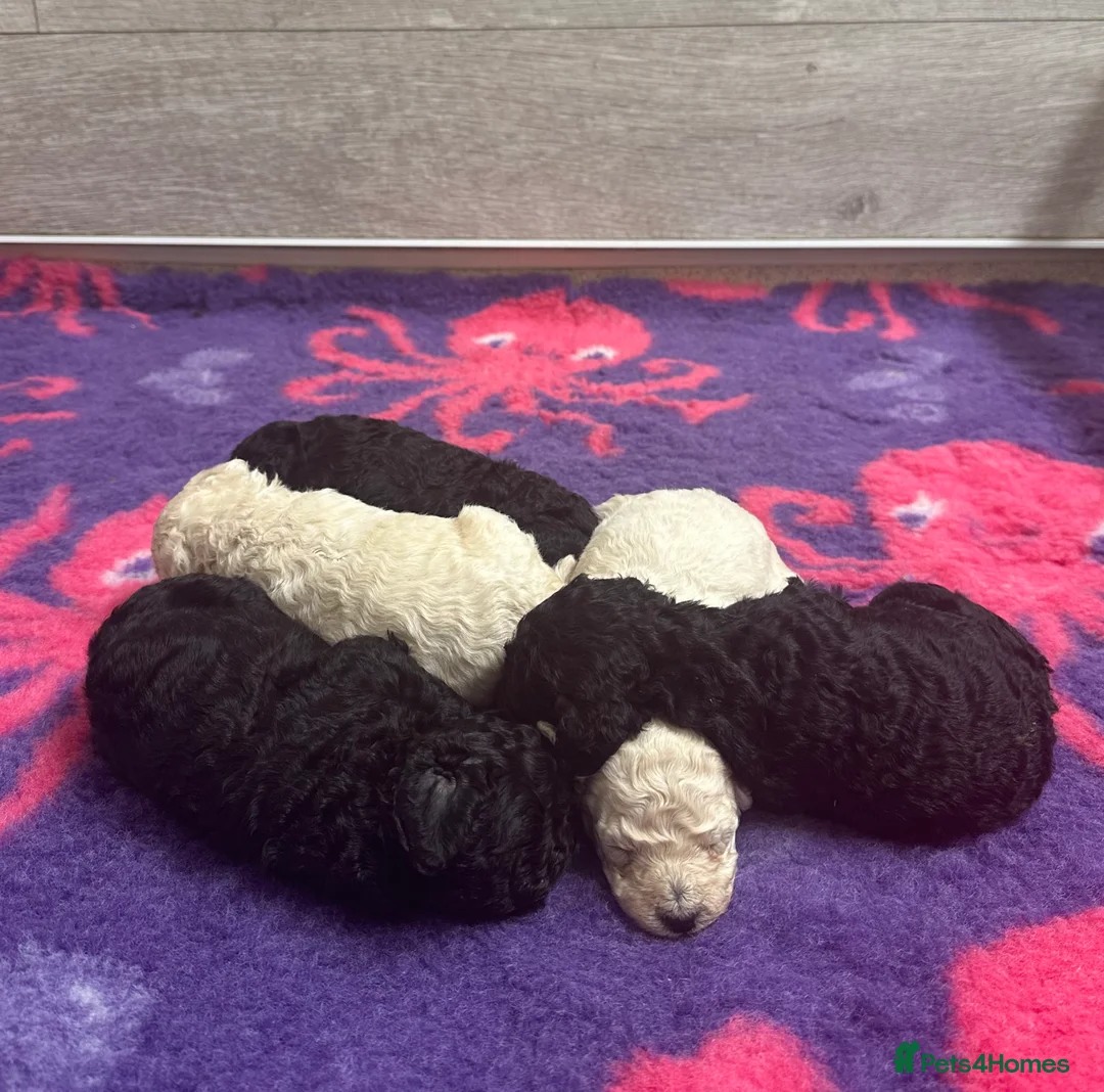 Standard Poodle dogs for sale: Seven Wonders of Standard Poodle Puppies - Advert 25