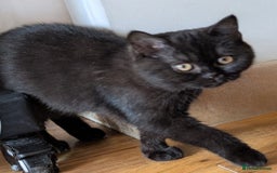 British Shorthair cats for sale: British shorthair kittens  - Image 1