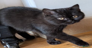 British Shorthair cats - Advert 13