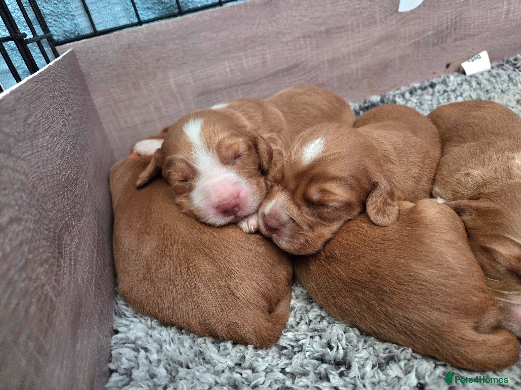 Cocker Spaniel dogs 6 red cocker spaniel puppies - Advert 4