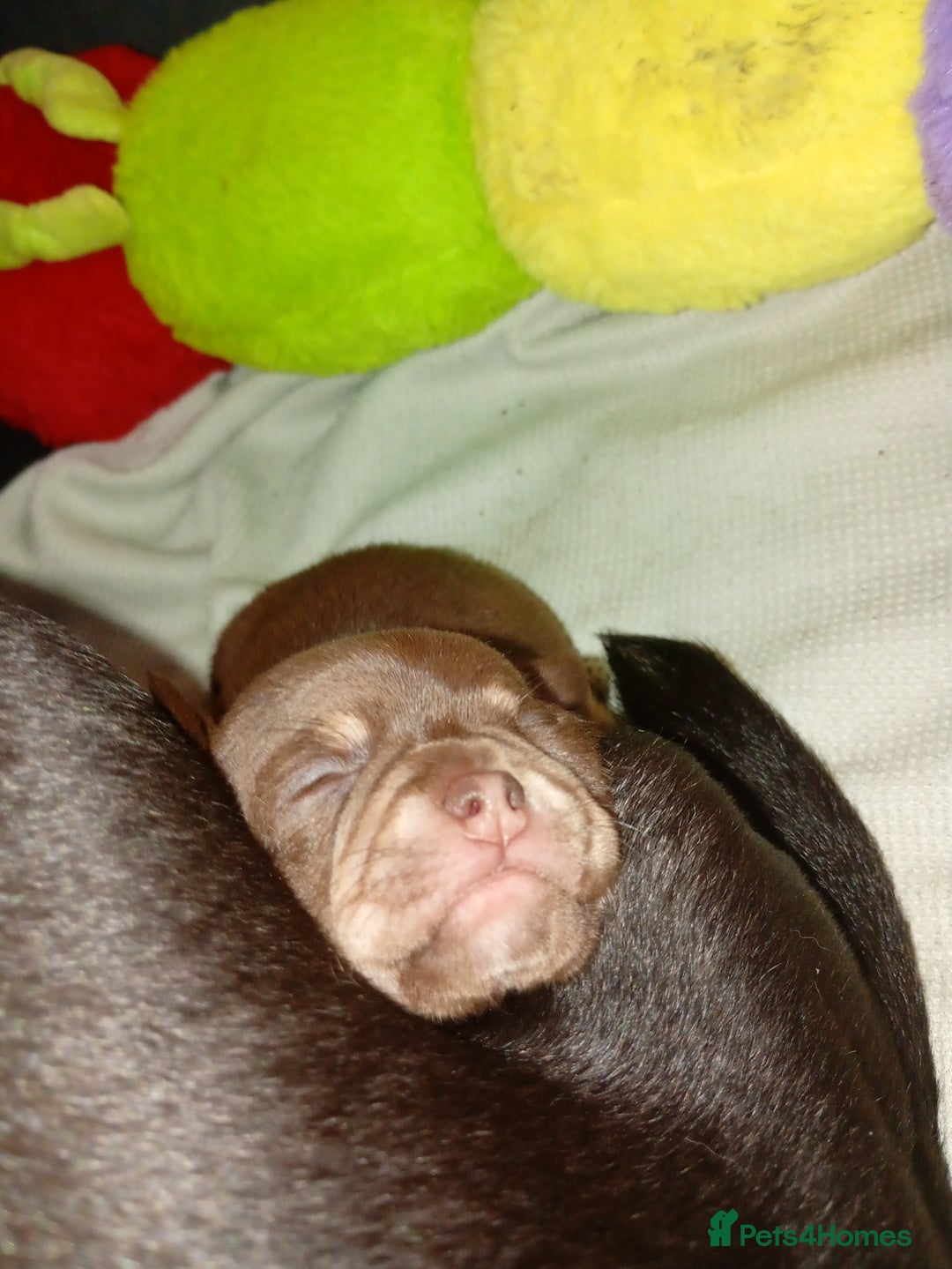 Chihuahua dogs for sale: 2 x chihuahua females  - Advert 2