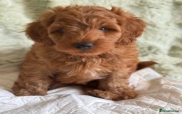 Cockapoo dogs for sale: Gorgeous Cockerpoo F1b - Image 27