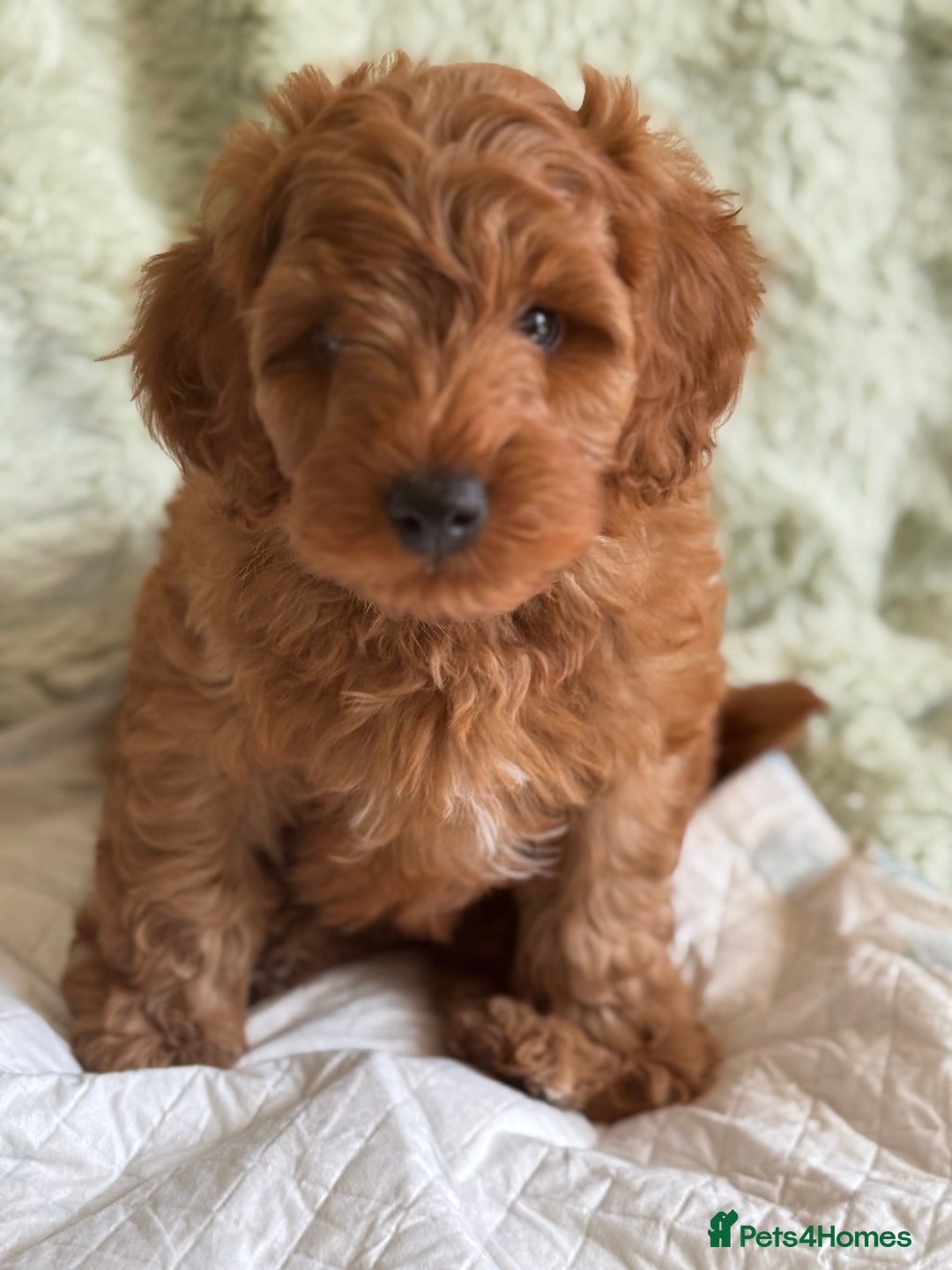 Cockapoo dogs for sale: Gorgeous Cockerpoo F1b - Image 27