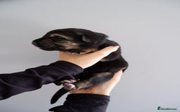 German Shepherd dogs for sale: 7 CHUNKY GERMAN SHEPHERD PUPPIES KC REGISTERED - Image 7