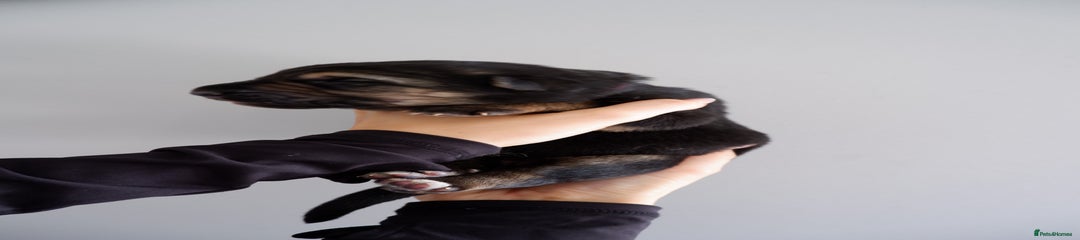 German Shepherd Puppy 6