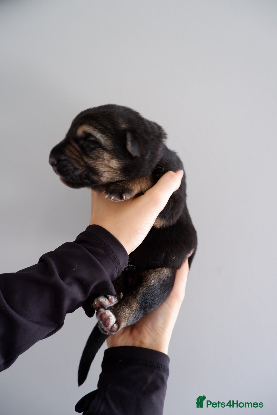 German Shepherd dogs for sale: 7 CHUNKY GERMAN SHEPHERD PUPPIES KC REGISTERED - Image 7