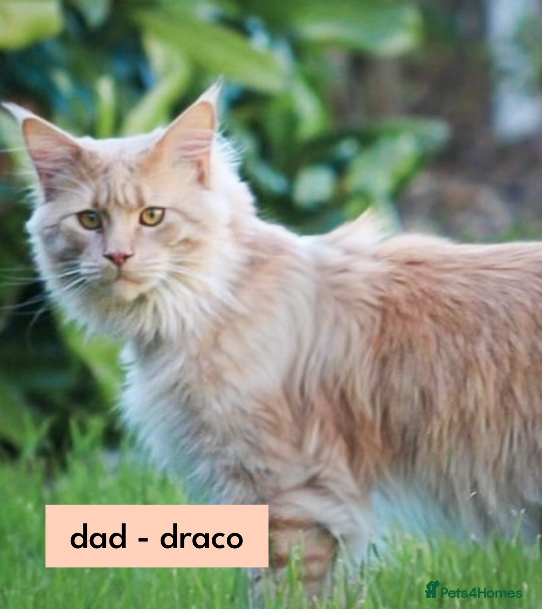 Maine Coon cats for sale: GCCF Blue Torbie Maine Coon Kittens - 3 girls - Advert 5