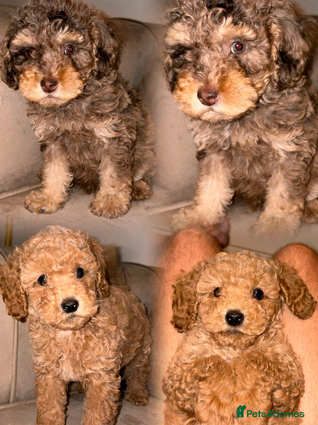 Cavapoo dogs Beautiful cavapoos 2 boys left ready to go 🐾 - Advert 3