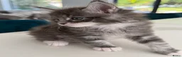 Maine Coon cats for sale: Maine Coon Kittens for sale (Surrey location) - Advert 17