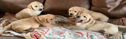 Labrador Retriever dogs for sale: Labrador X Golden retriever  - Advert 11