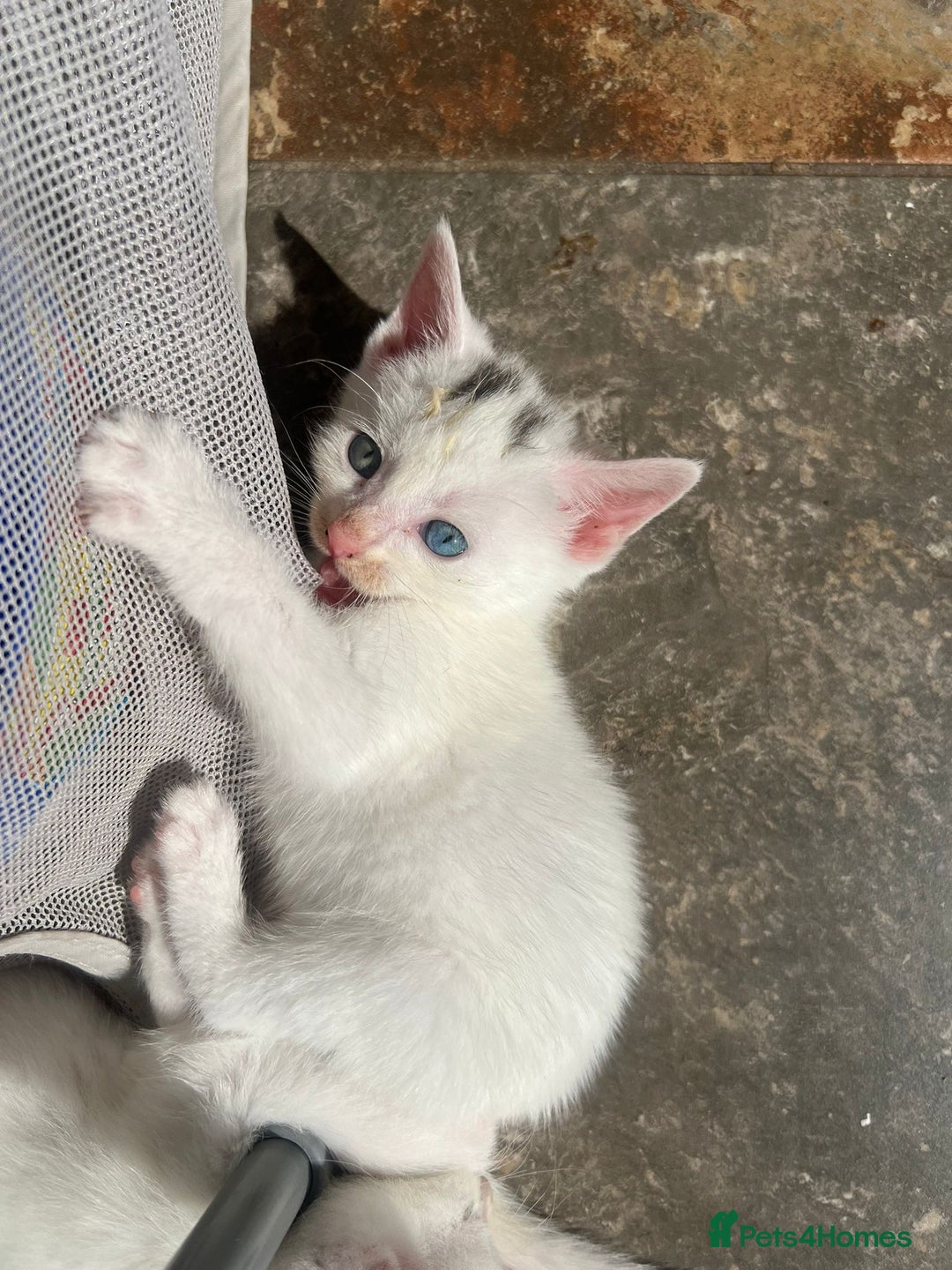 Mixed Breed cats for sale: Odd eye white microchipped female kitten  - Image 5