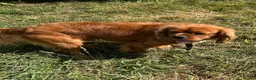 Cavalier King Charles Spaniel dogs for sale: Ruby red Cavalier King Charles boy - Advert 5
