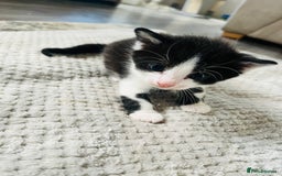 Mixed Breed cats for sale: Gorgeous Grey/White Black/White Kittens - Image 17