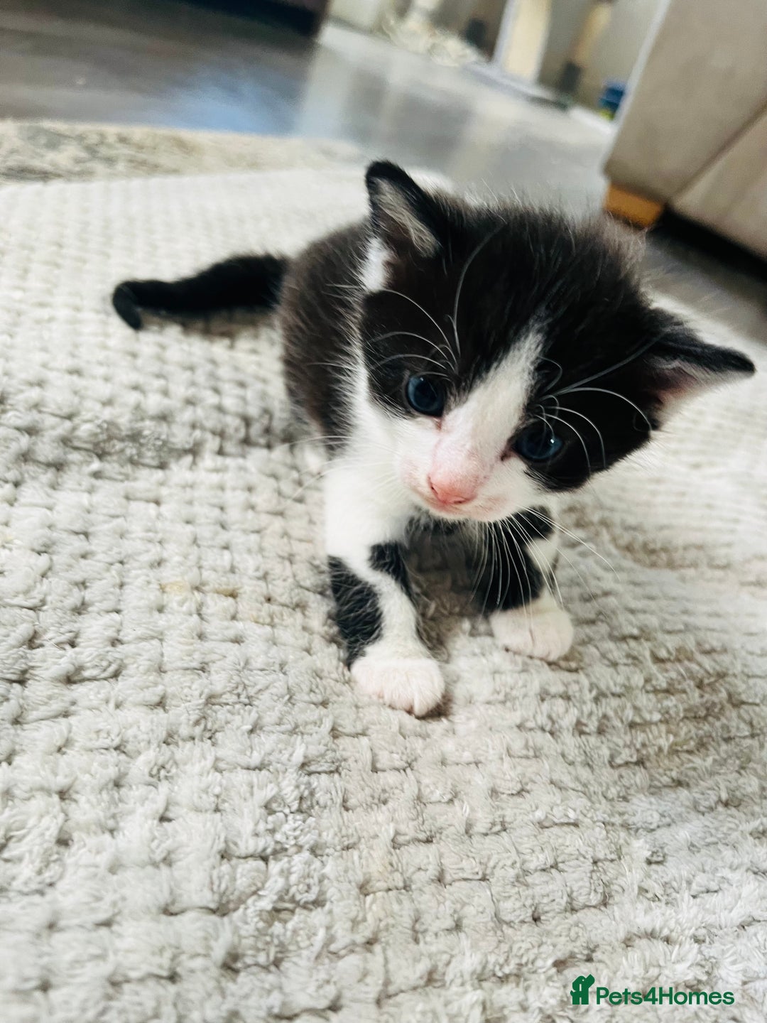 Mixed Breed cats for sale: Gorgeous Grey/White Black/White Kittens - Image 17
