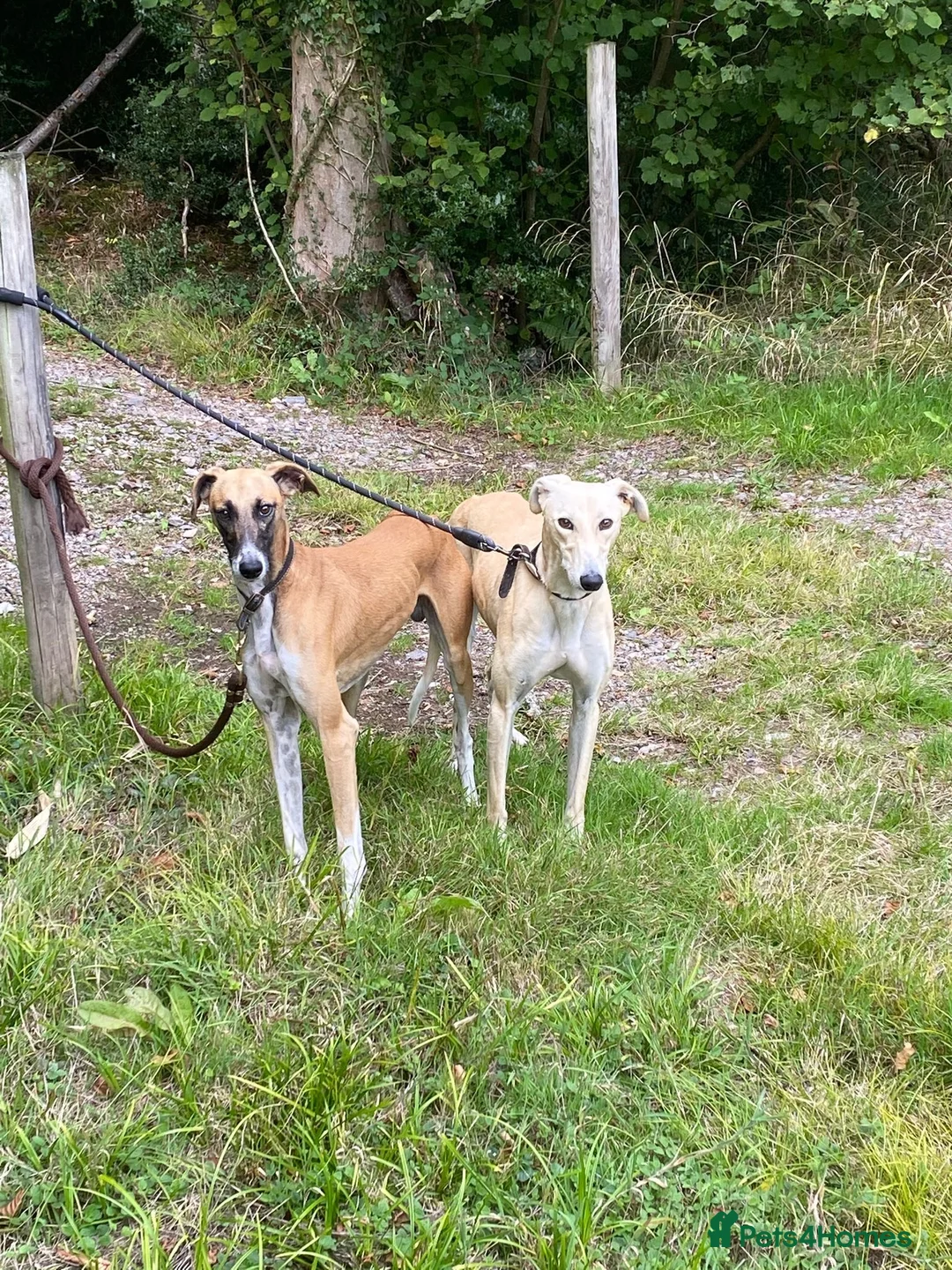 Mixed Breed dogs for sale: Saluki x greyhound  - Advert 1