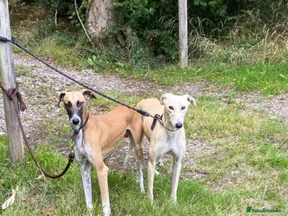 Mixed Breed dogs Saluki x greyhound - Advert 3