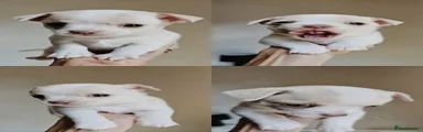 Chihuahua 2