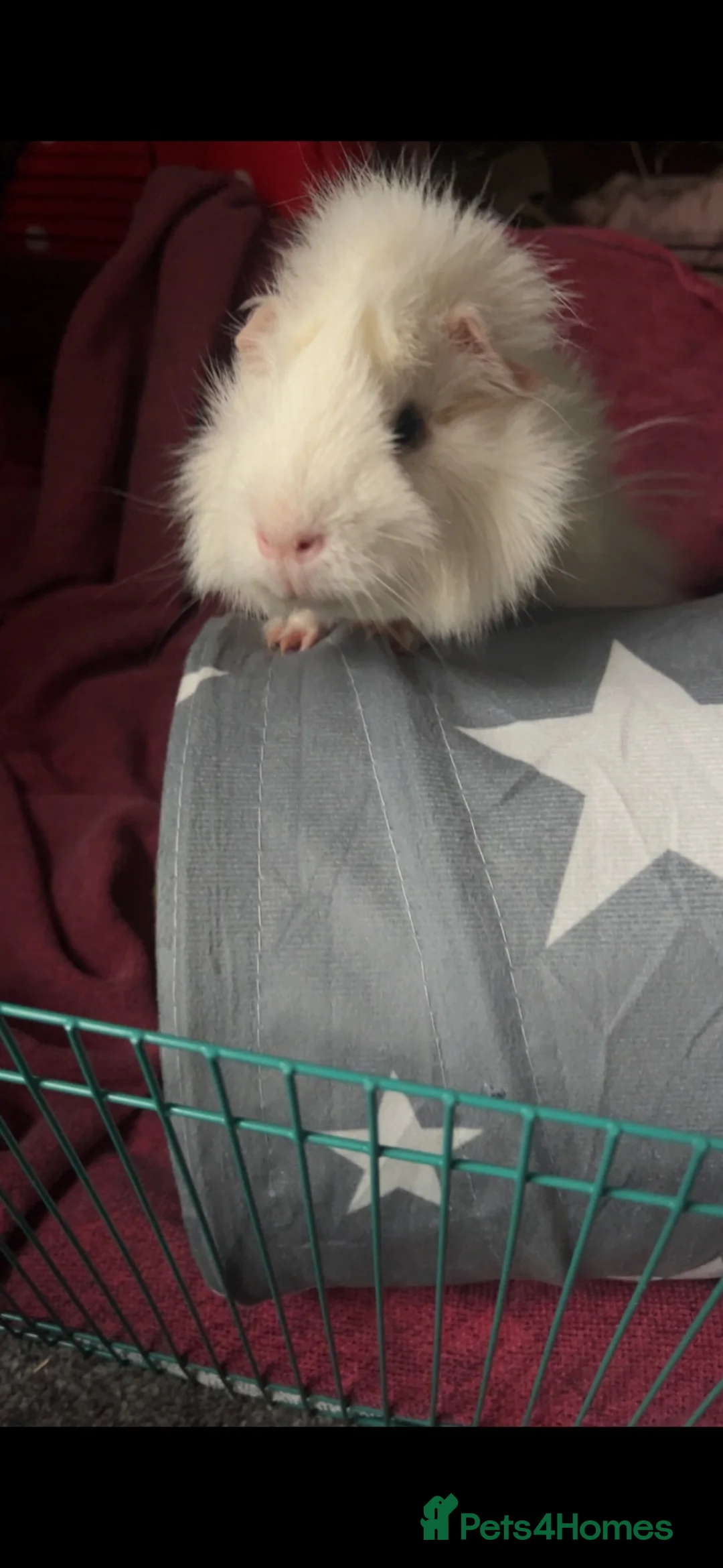 Guinea Pig rodents for sale: Two Male Guinea pigs  in Bromsgrove - Advert 2