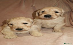 Goldendoodle dogs for sale: 7 beautiful golden doodles  - Advert 4
