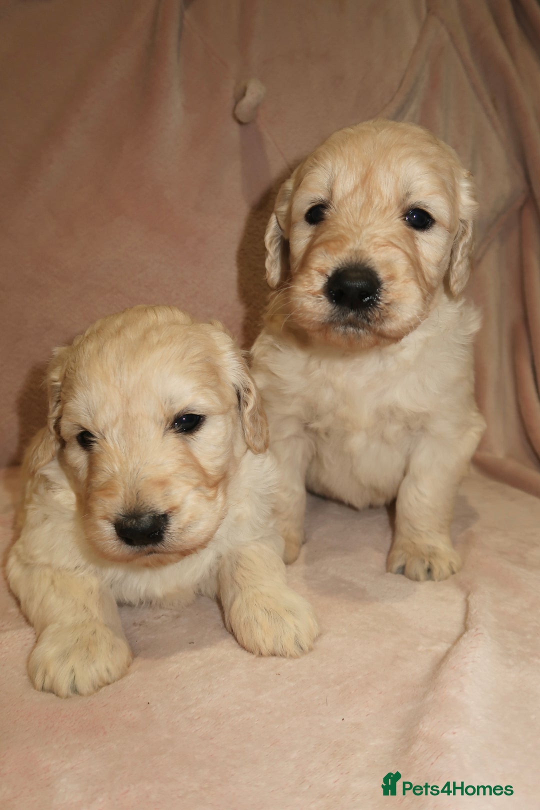 Goldendoodle dogs for sale: 7 beautiful golden doodles  - Advert 4