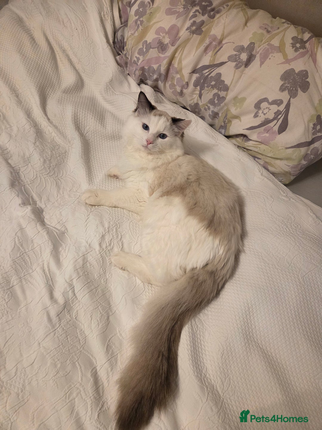 Ragdoll cats for sale: Meet Snow Our Sweet Ragdoll Looking for a New Home - Advert 13