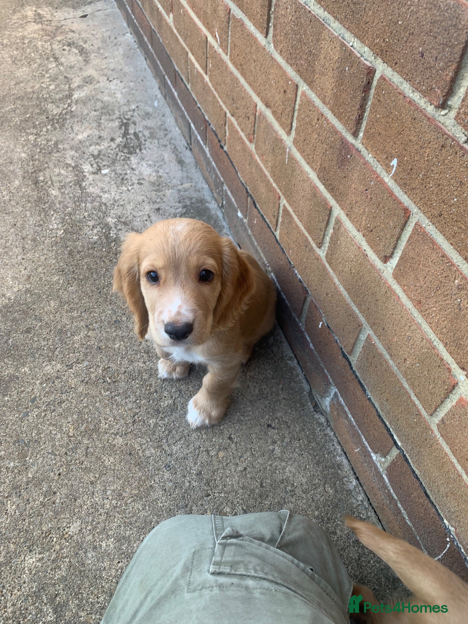 Cocker Spaniel dogs  Ready now ! Working type - Advert 10