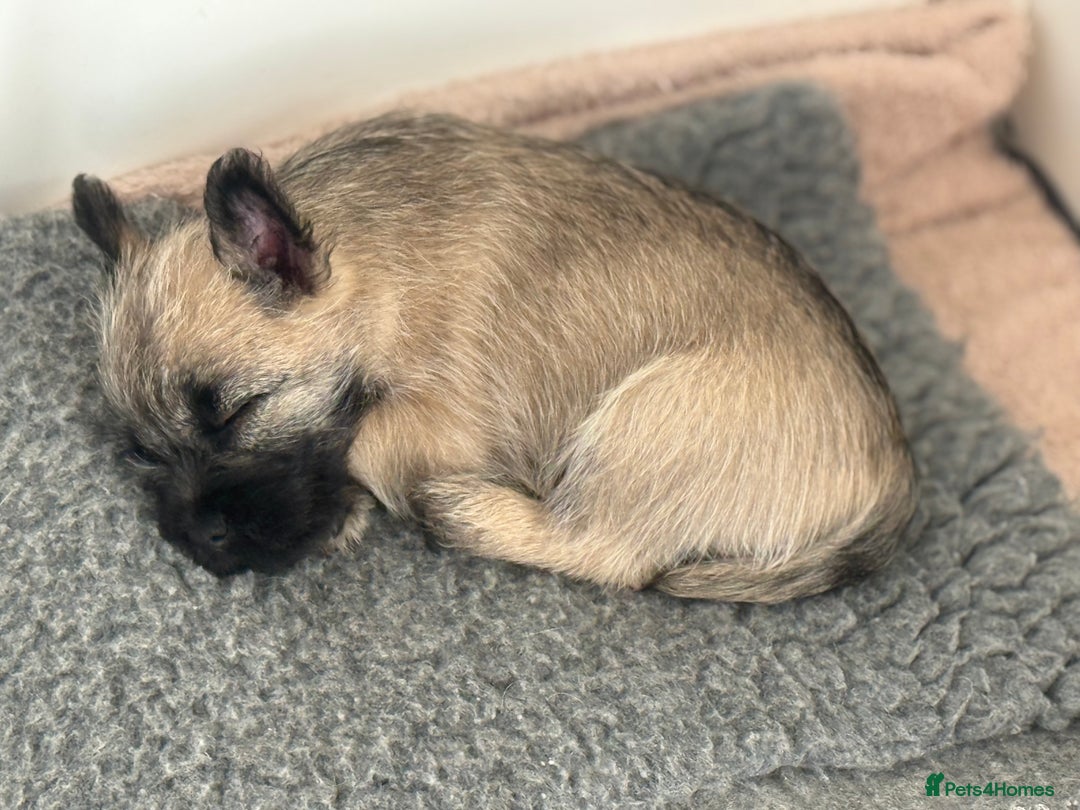 Cairn Terrier dogs for sale: Cairn terrier puppies - ready to go  - Advert 10
