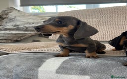 Dachshund dogs for sale: Datchund pups   - Image 3