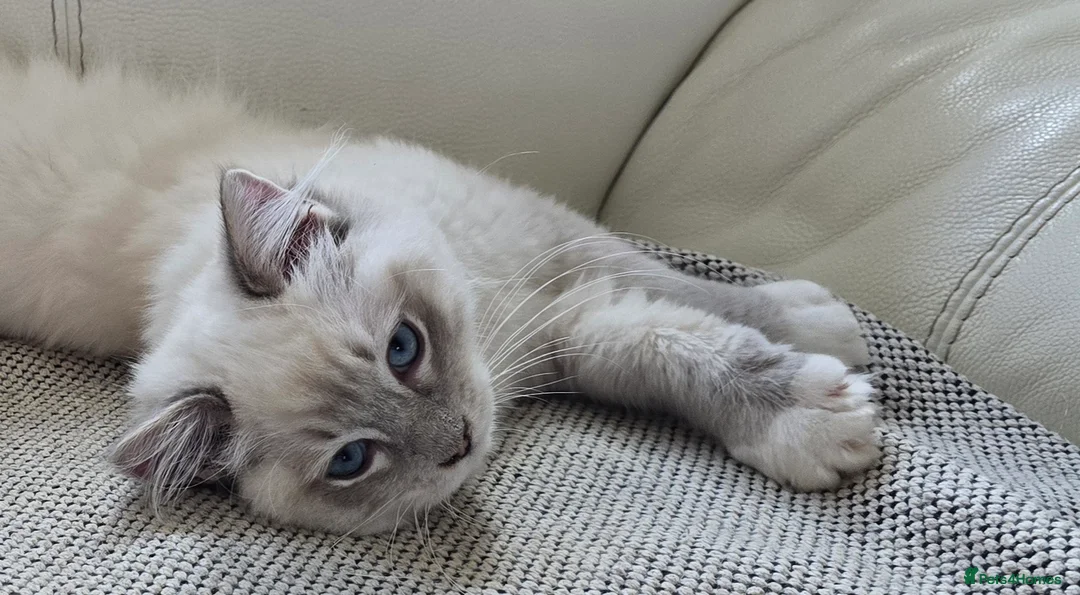 Ragdoll cats for sale: Stunning Ragdoll kittens .TICA registered  - Advert 4