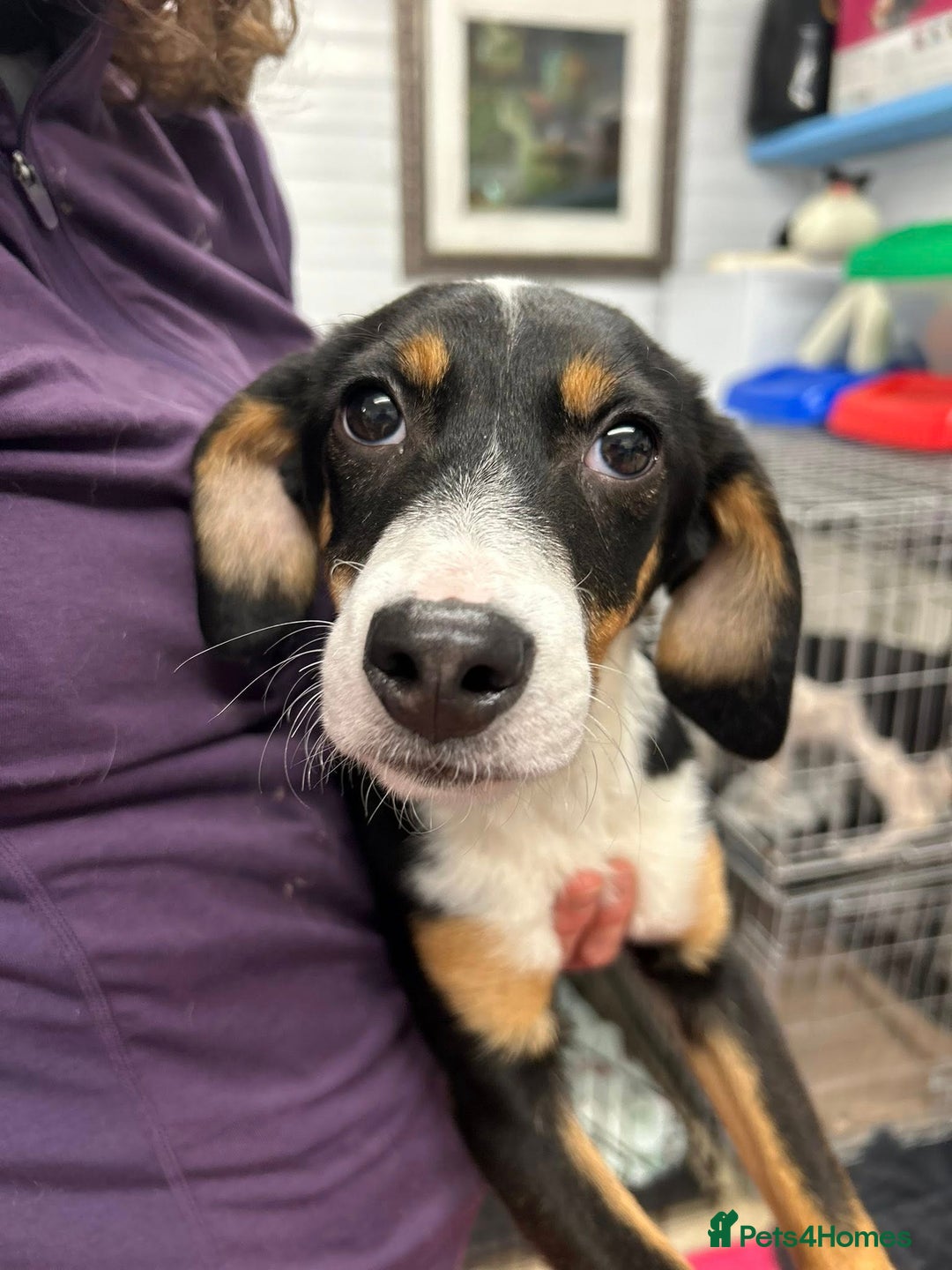 Mixed Breed dogs for adoption: Faith - In Ayr Looking for a home <3  - Advert 5