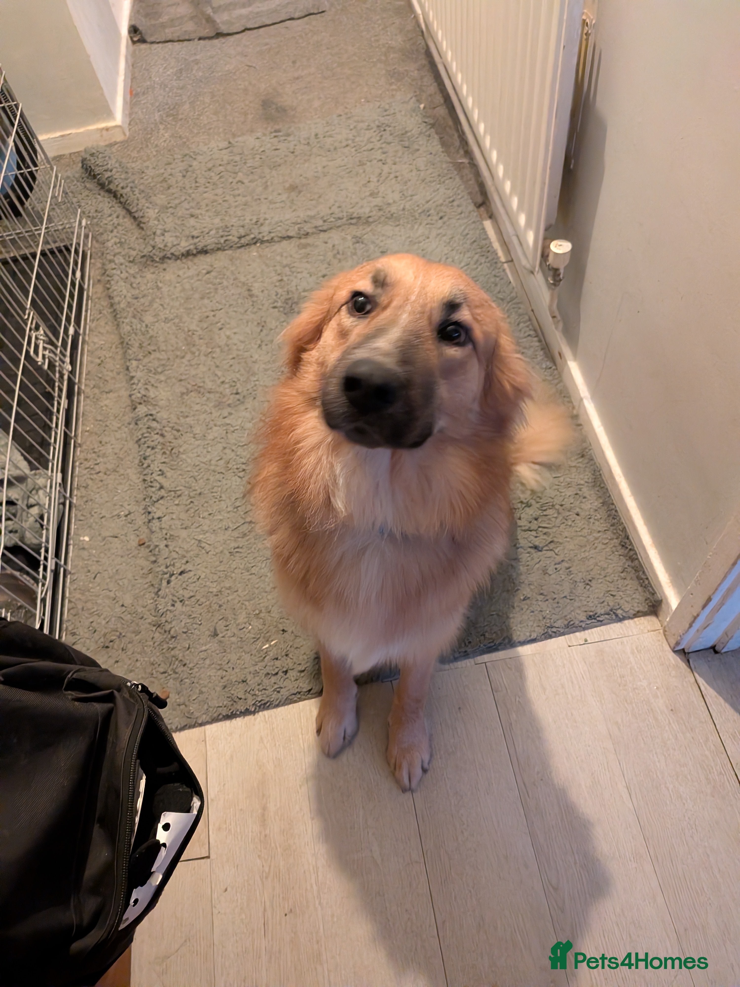 Mixed Breed dogs German Shepard cross border collie - Advert 1