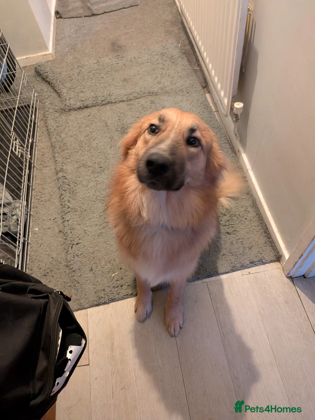 Mixed Breed dogs for sale: German Shepard cross border collie - Advert 1