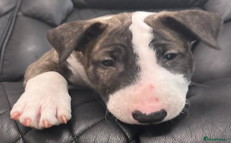 Bull Terrier dogs - Advert 1